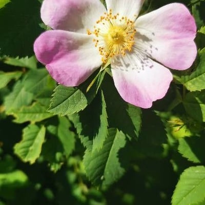 Rosa squarrosa — flower