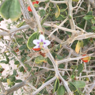 Lycium ferocissimum — flower