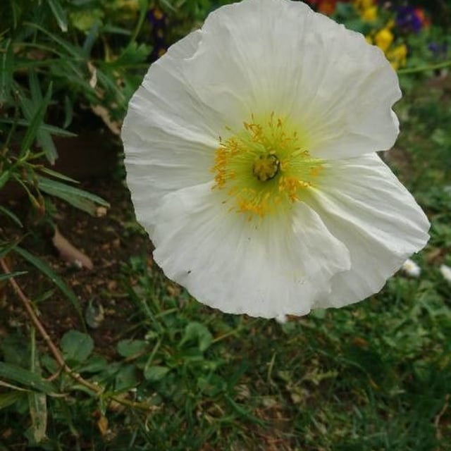 Papaver alpinum — flower