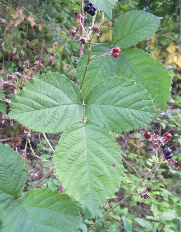 Rubus scabrosus