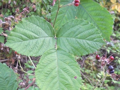Rubus scabrosus