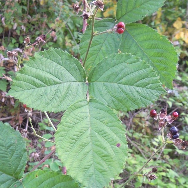 Rubus scabrosus