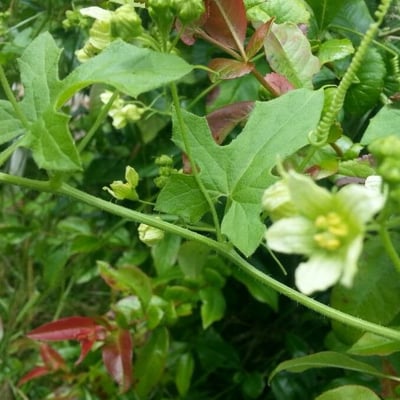 Bryonia alba — flower