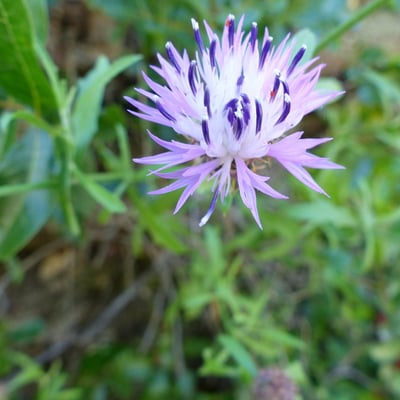 Centaurea scabiosa — flower