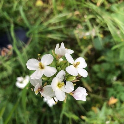 Erucastrum nasturtiifolium — flower