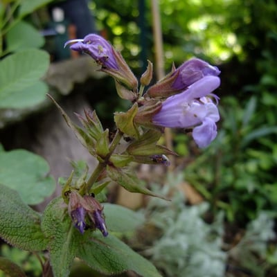 Salvia purpurea — flower