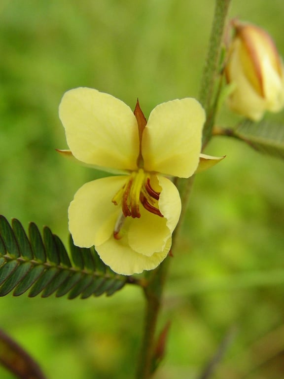 Five-leaf cassia