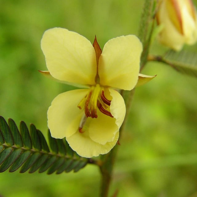 Chamaecrista mimosoides — flower