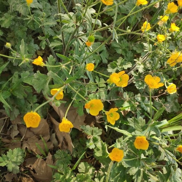 Ranunculus lanuginosus — flower