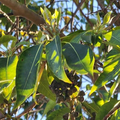 Lophostemon confertus — flower