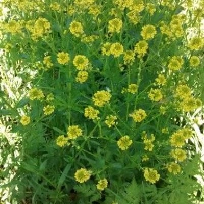 Barbarea vulgaris — flower