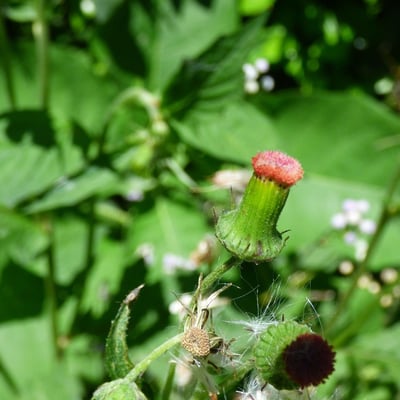 Crassocephalum crepidioides — flower