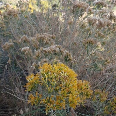 Chrysothamnus viscidiflorus — flower