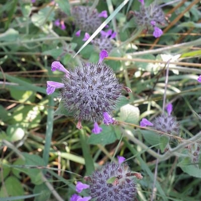 Clinopodium vulgare — flower