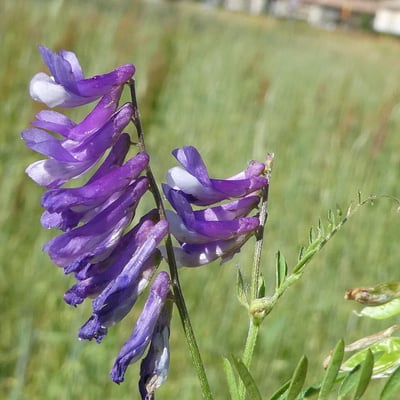 Vicia tenuifolia — flower