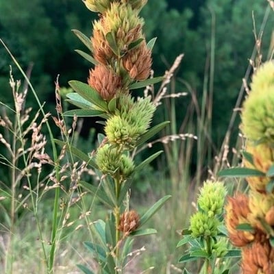 Lespedeza capitata — flower