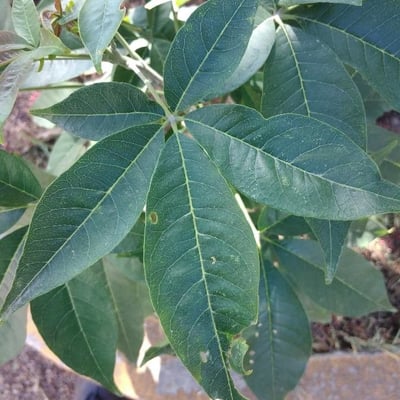Casimiroa edulis — leaf