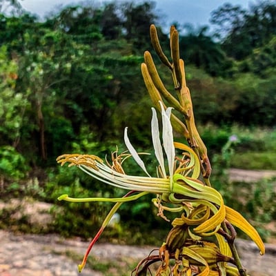 Bauhinia ungulata — flower