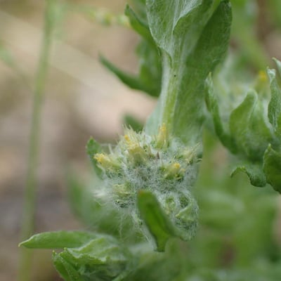 Filago arvensis — flower