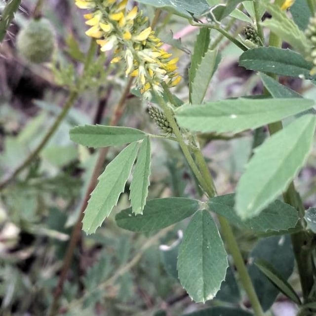 Melilotus indicus — flower