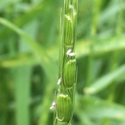 Aegilops tauschii — flower