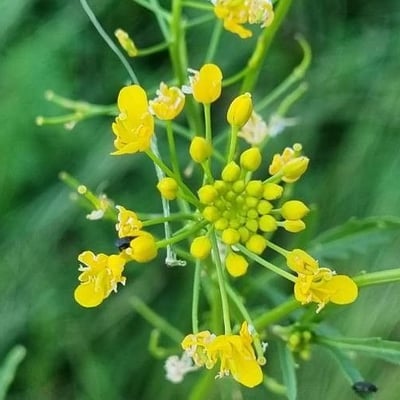 Rorippa sylvestris — flower