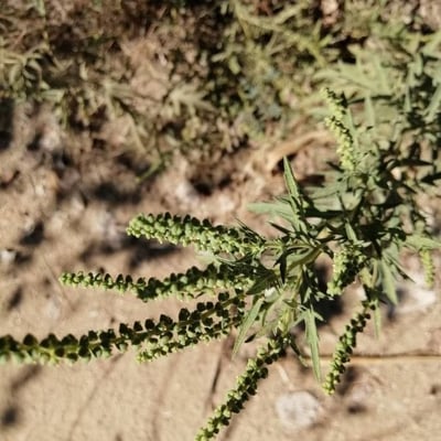 Ambrosia psilostachya — flower