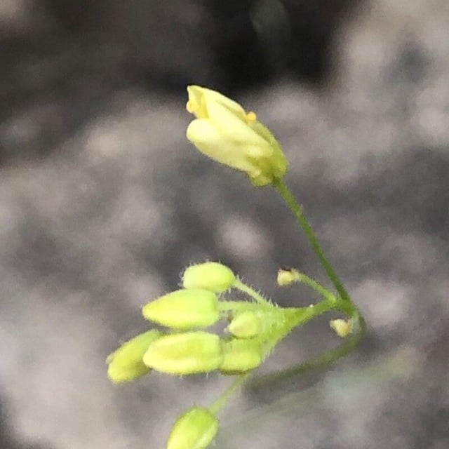 Biscutella valentina — flower