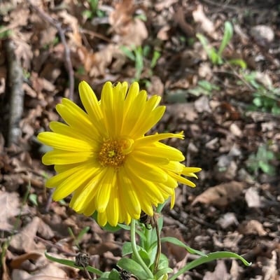 Calendula suffruticosa — flower