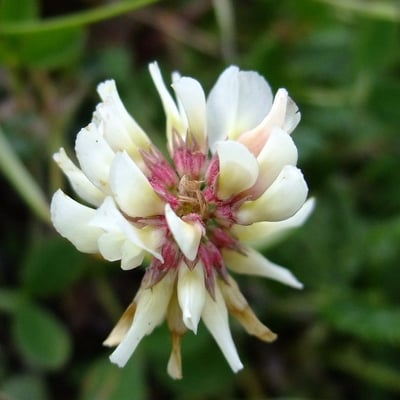 Trifolium striatum — flower