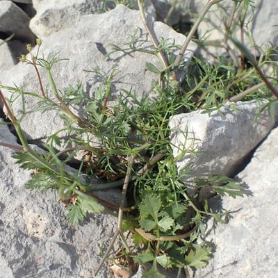 Ptychotis saxifraga — flower