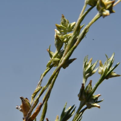 Logfia gallica — leaf