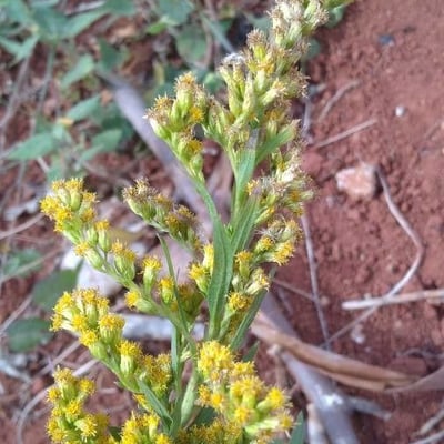 Solidago chilensis — flower