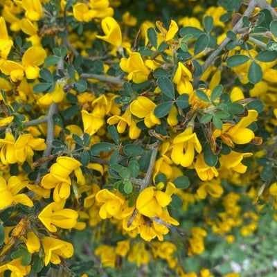 Calicotome villosa — flower