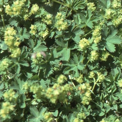 Alchemilla pentaphyllea — flower