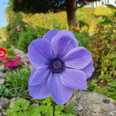 Anemone coronaria — flower
