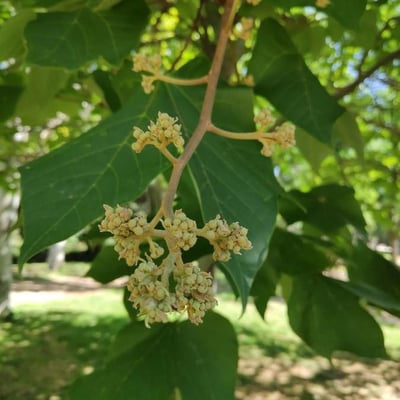 Firmiana simplex — flower