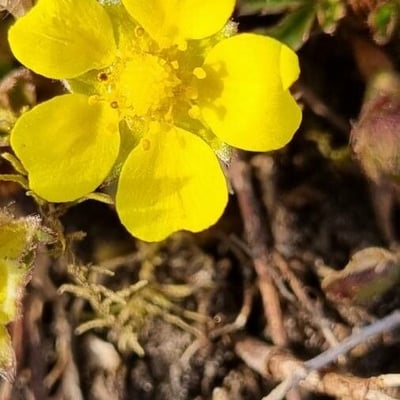 Potentilla pusilla — flower