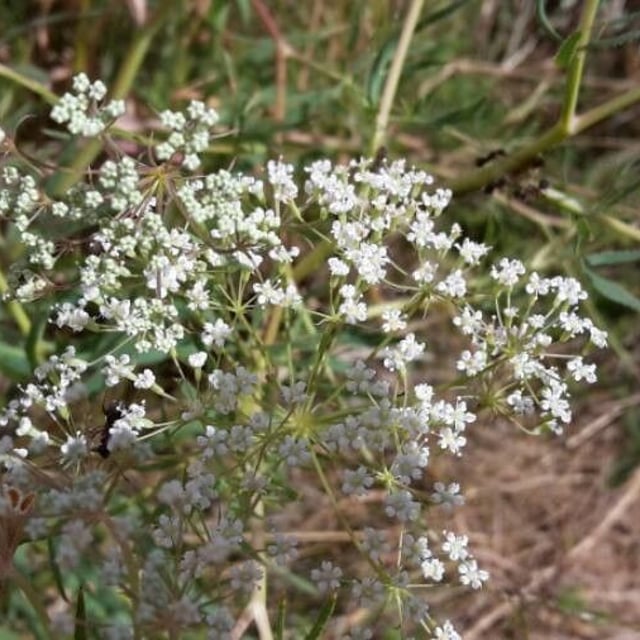 Falcaria vulgaris — flower