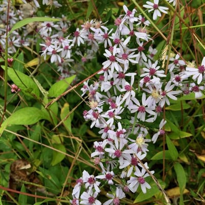 Symphyotrichum cordifolium — flower