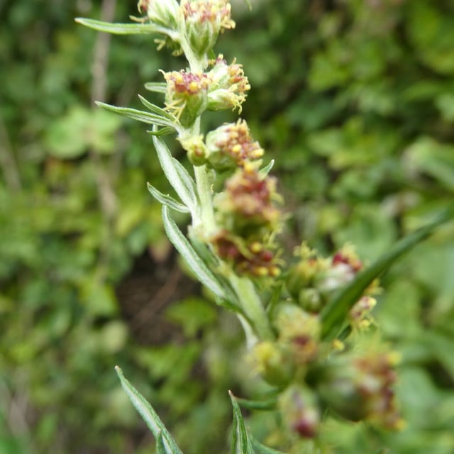 Artemisia verlotiorum — flower