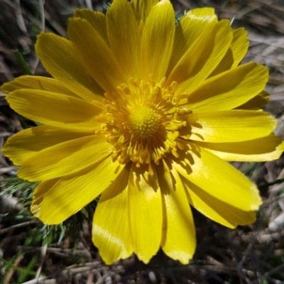 Adonis vernalis — flower