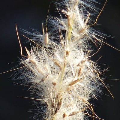 Bothriochloa barbinodis — flower