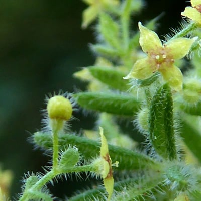 Galium maritimum — flower