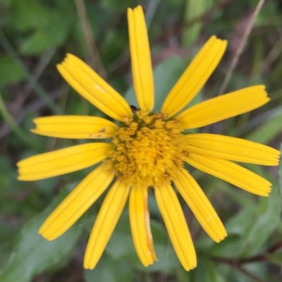 Limbarda crithmoides — flower