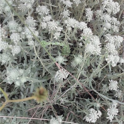 Teucrium polium — flower