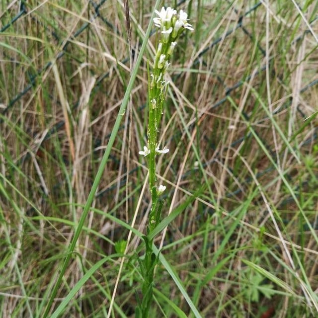 Arabis planisiliqua — flower