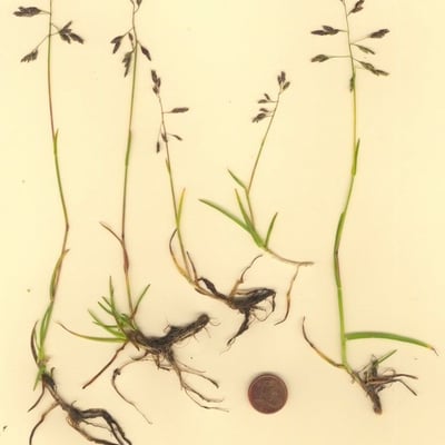 Poa supina — habit