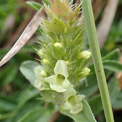 Sideritis hyssopifolia — flower