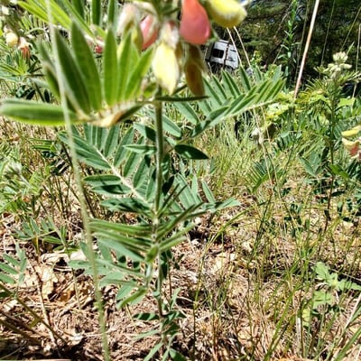 Tephrosia virginiana — flower